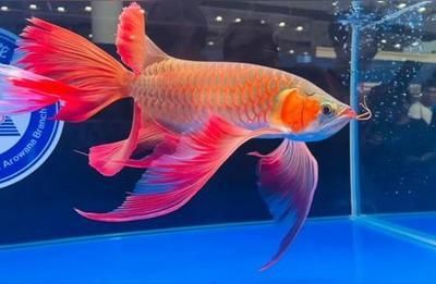 紅龍魚怎么看起來像金龍【紅龍魚與金龍魚的區別】