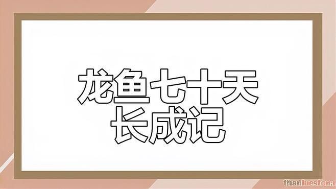 高背龍魚長大的樣子是什么樣