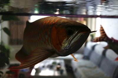 紅尾金龍魚多少錢一條（最貴的紅金龍魚價格多少錢？）