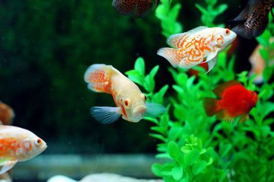 龍魚和招財魚的區別：龍魚和招財魚在外觀上有明顯的區別龍魚和招財魚的區別