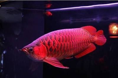 血紅龍對水質的具體要求：血紅龍魚對于水質的要求