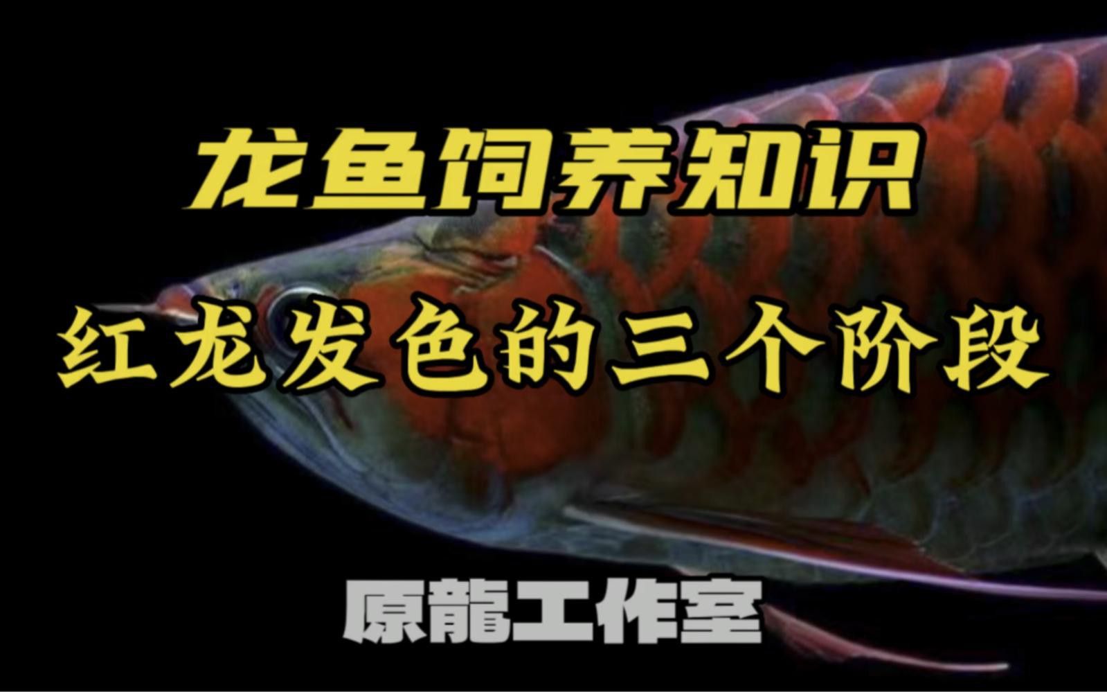 如何判斷深海紅龍魚是否發色？
