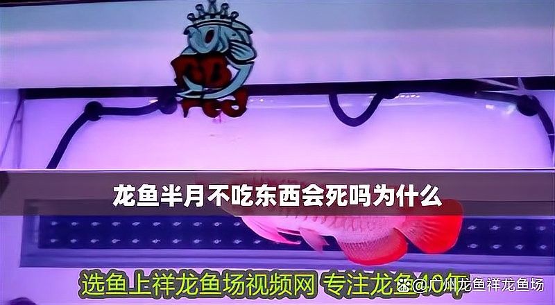 龍魚受傷期間需要停食嗎？