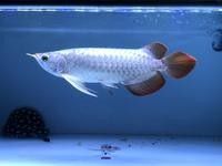 龍魚受傷期間需要停食嗎？