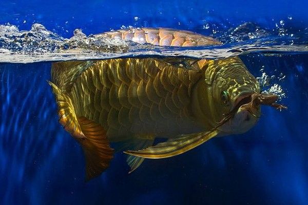 龍魚受傷期間需要停食嗎？