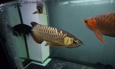 龍魚(yú)風(fēng)水代表什么意思?。喝绾瓮ㄟ^(guò)龍魚(yú)提升個(gè)人運(yùn)勢(shì) 龍魚(yú)風(fēng)水代表什么意思?。喝绾瓮ㄟ^(guò)龍魚(yú)提升個(gè)人運(yùn)勢(shì) 龍魚(yú)百科 第2張