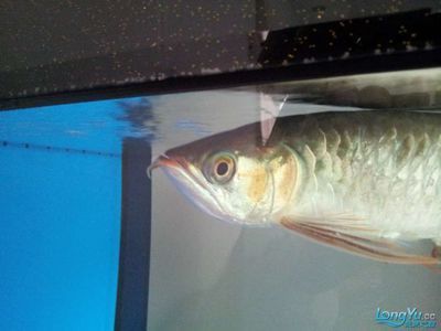 龍魚胡須斷了的快速生長方法（龍魚的胡須不幸斷了，不用擔(dān)心，通常是可以重新長出來的）