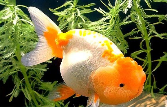 龍魚吃飽后會有哪些表現？