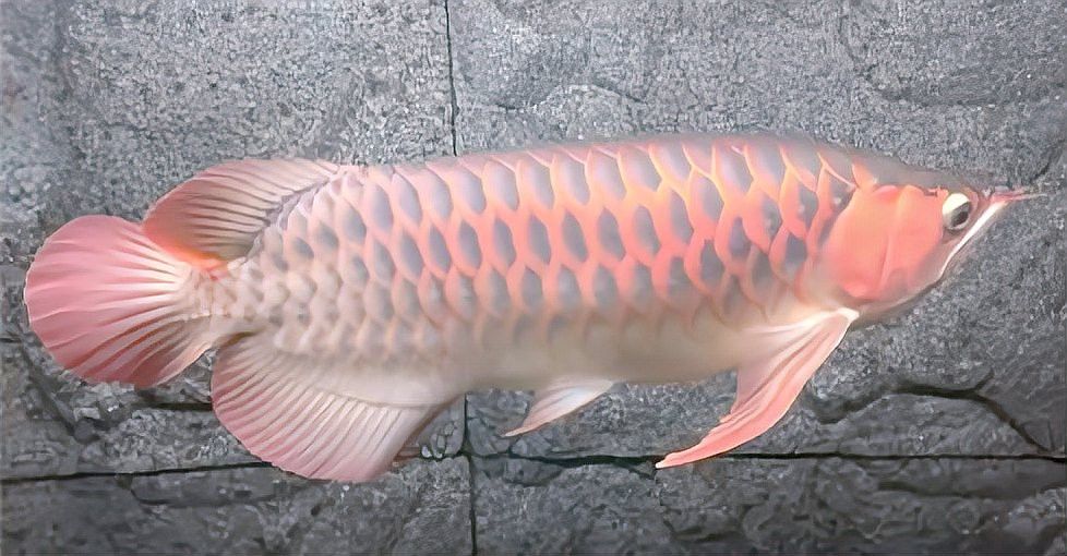 紅龍魚不吃干食會餓死嗎？