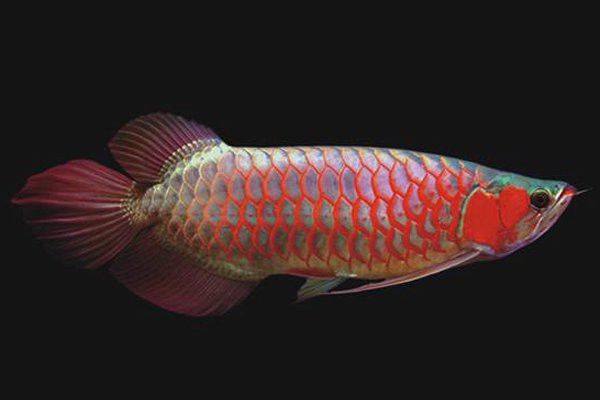 紅龍魚不吃干食會餓死嗎？