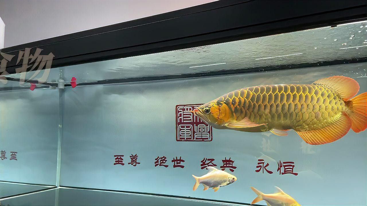 龍魚能吃孔雀魚嗎怎么喂養