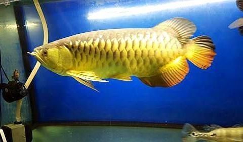 龍魚疾病圖解視頻講解大全：關于龍魚疾病圖解視頻講解大全