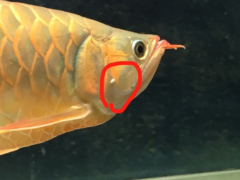 龍魚疾病圖解視頻講解大全：關于龍魚疾病圖解視頻講解大全