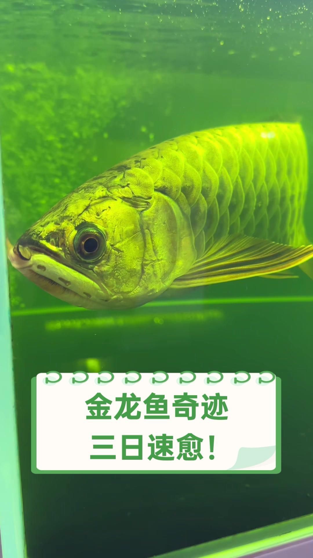 如何判斷金龍魚是否康復(fù)？