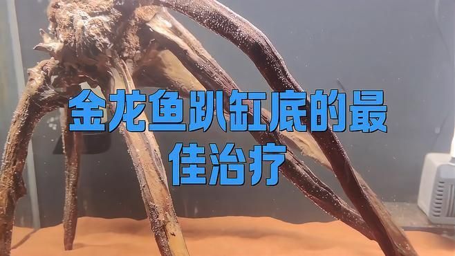 如何判斷金龍魚是否康復(fù)？