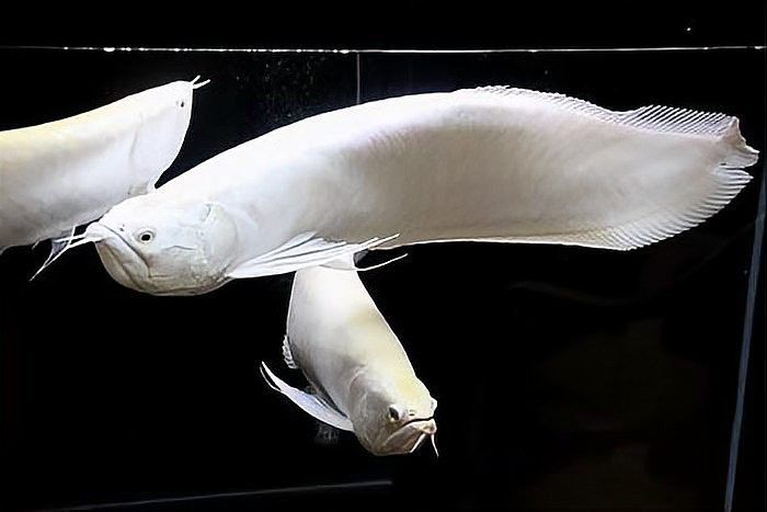 飛鳳魚能和銀龍魚一起混養嗎