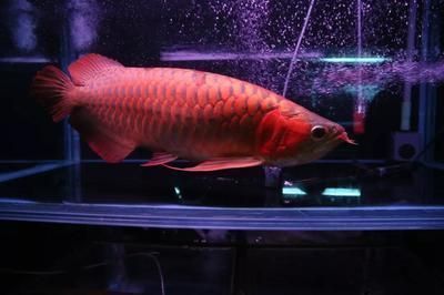 龍魚長期吃面包蟲行嗎：如何判斷龍魚營養是否均衡