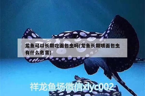 龍魚長期吃面包蟲行嗎：如何判斷龍魚營養是否均衡