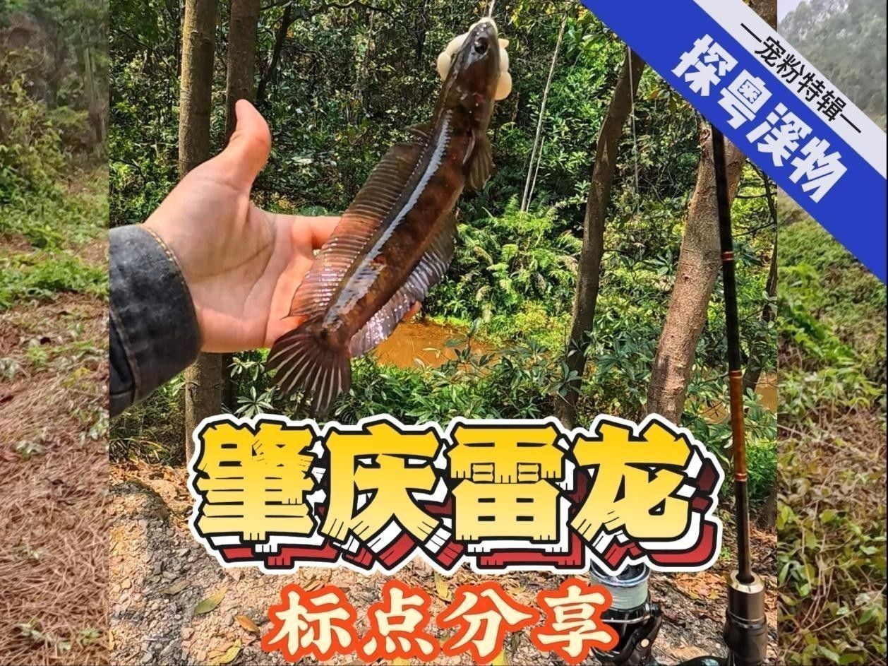 雷龍魚的最佳垂釣方法是什么