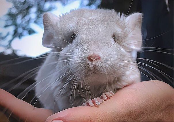 有哪些龍貓品種適合一起養？