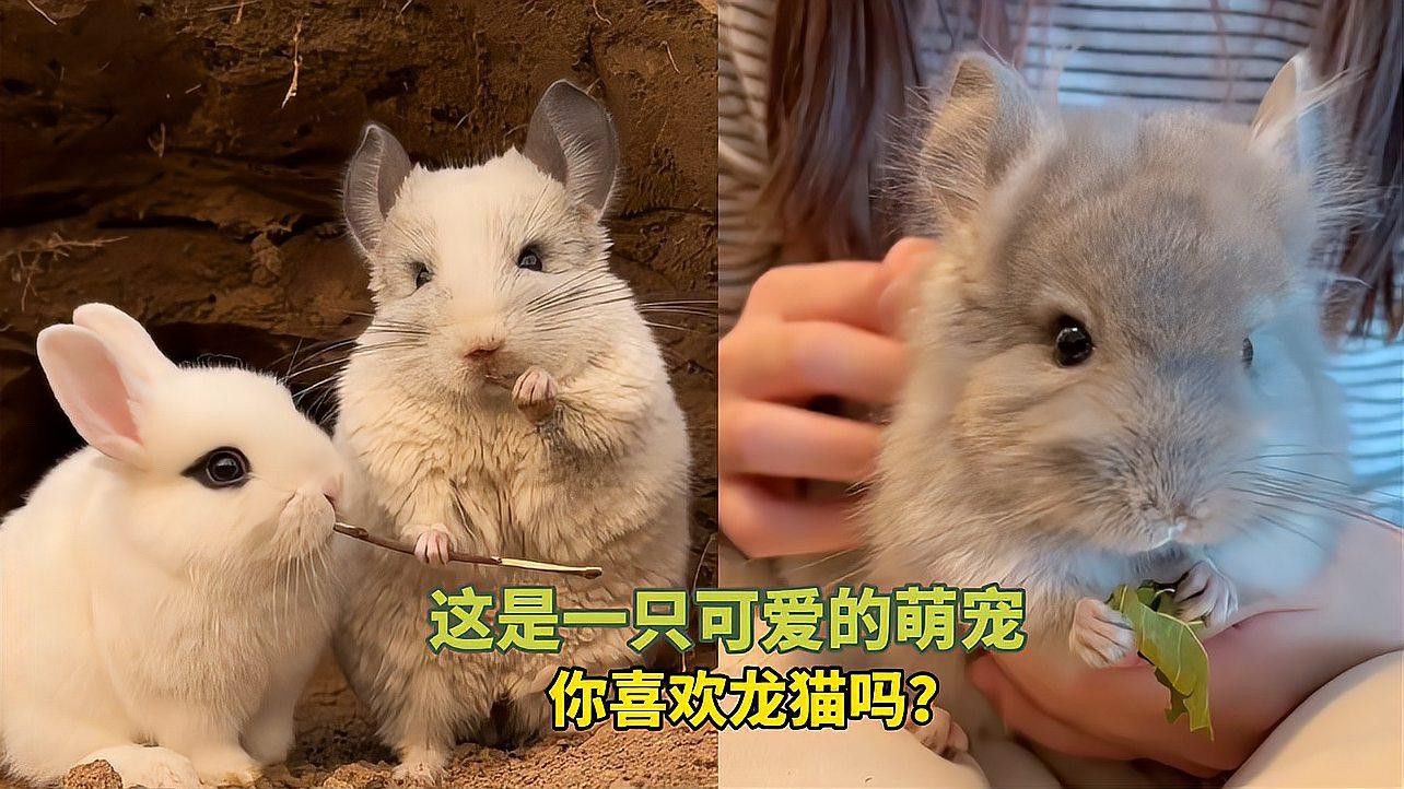 有哪些龍貓品種適合一起養？