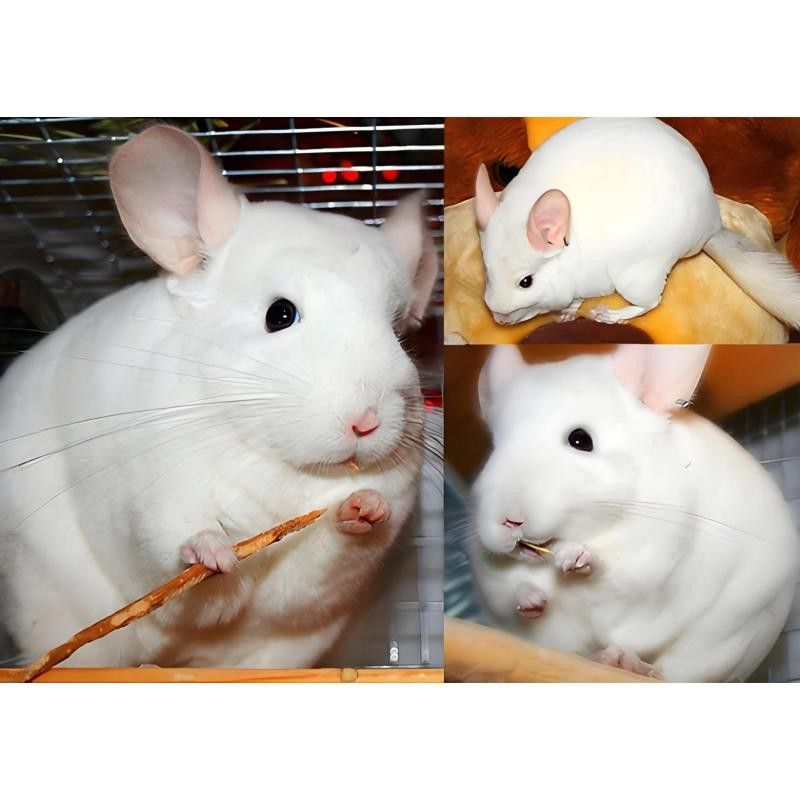 有哪些龍貓品種適合一起養？