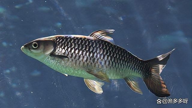 龍魚水霉病藥物治療