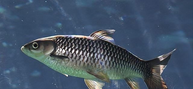 龍魚水霉病藥物治療