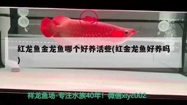 紅龍魚金龍魚哪個好養(yǎng)活些(紅金龍魚好養(yǎng)嗎)