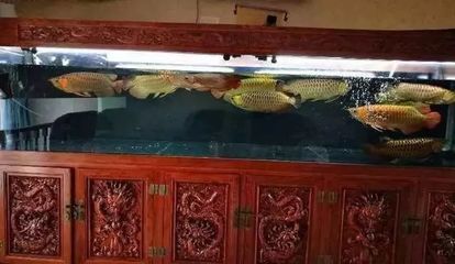 龍魚養幾條有講究嗎：關于龍魚養幾條的一些講究