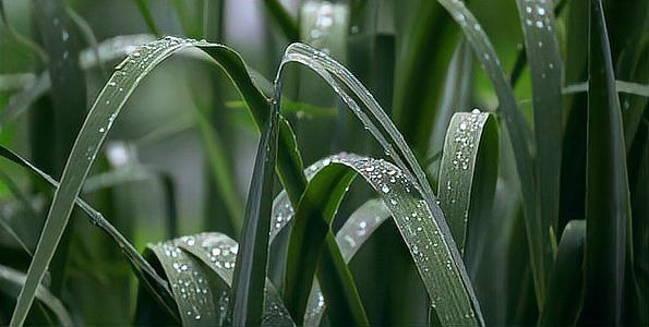 紅龍?jiān)谖逍兄芯唧w代表什么？
