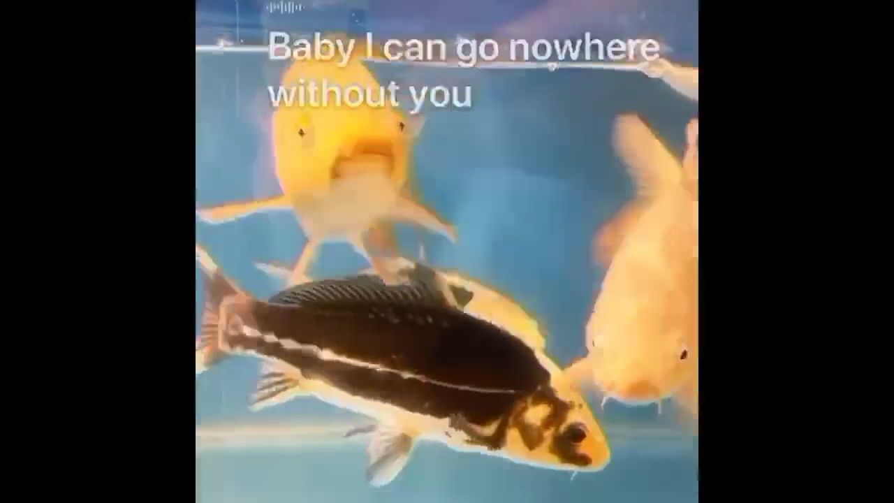 換了水泵以后不用手動撈臭臭了