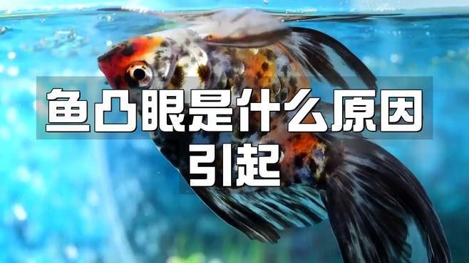 金龍魚單眼外凸如何判斷是哪種病因？