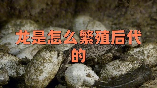 現代生物學能否解釋龍族的繁育？