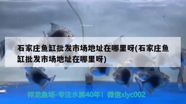 石家莊哪里賣龍魚便宜點（石家莊新華區水族市場龍魚養殖基地對比新華區水族市場）