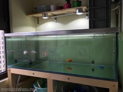 龍魚缸闖缸魚用什么魚比較好：闖缸魚的飼養(yǎng)方法
