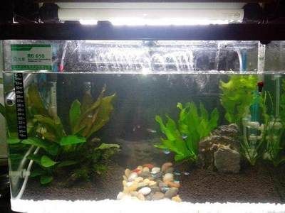 龍魚缸闖缸魚用什么魚比較好：闖缸魚的飼養(yǎng)方法