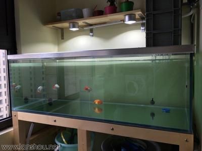 龍魚缸闖缸魚用什么魚比較好：闖缸魚的飼養(yǎng)方法