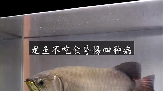 龍魚厭食多久會死？
