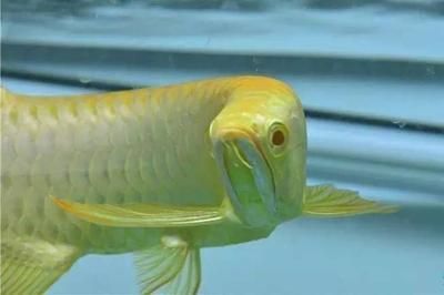 紅眼白子招財龍魚（紅眼白子招財龍魚是什么魚）