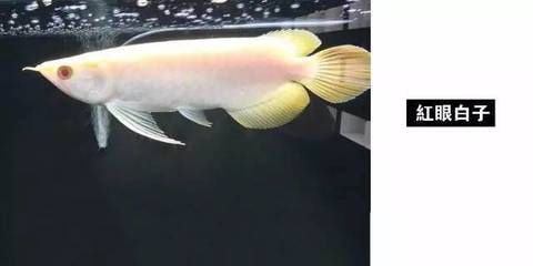 紅眼白子招財龍魚（紅眼白子招財龍魚是什么魚）