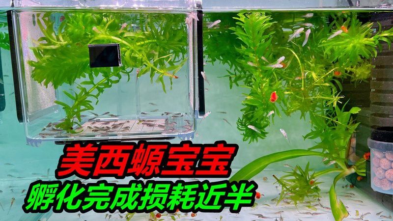 六角恐龍繁殖時(shí)需要多長(zhǎng)時(shí)間？