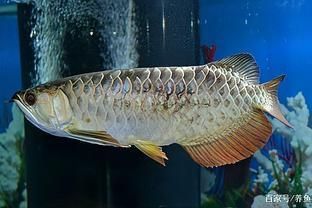 龍魚發黑的原因（龍魚身體發黑可能由多種因素引起，）