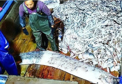 龍王魚長多少米