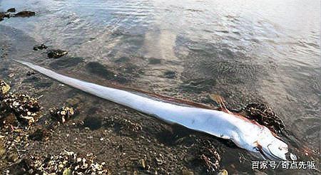 龍王魚長多少米