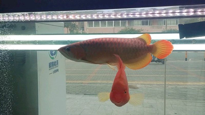 小金龍魚多少錢一條圖片及價格
