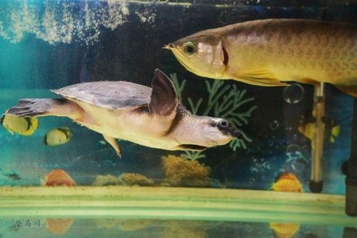 豬鼻龜和金龍魚能混養嗎圖片