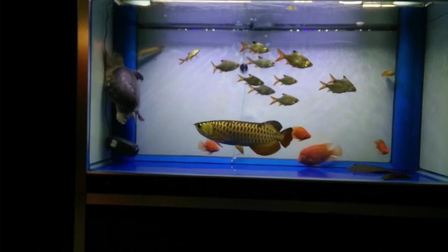 豬鼻龜和金龍魚能混養嗎圖片