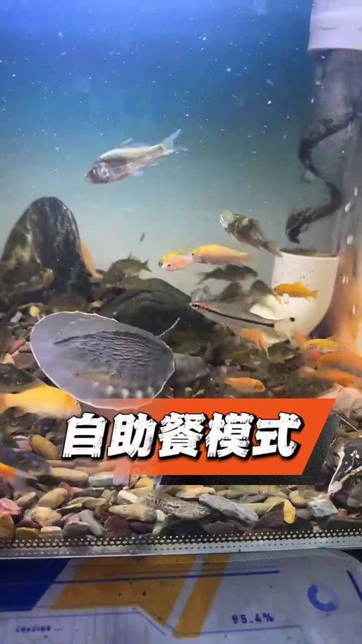 豬鼻龜和金龍魚能混養(yǎng)嗎圖片