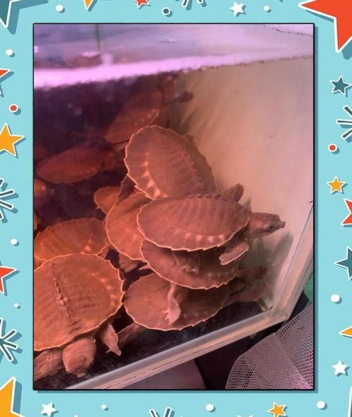 豬鼻龜和金龍魚能混養(yǎng)嗎圖片